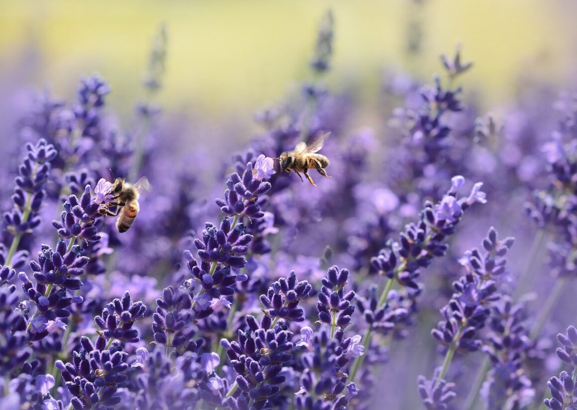 Bee Venom Therapy: Unleashing the Power of Nature's Healing Elixir